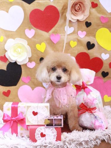 20230221プーちゃん